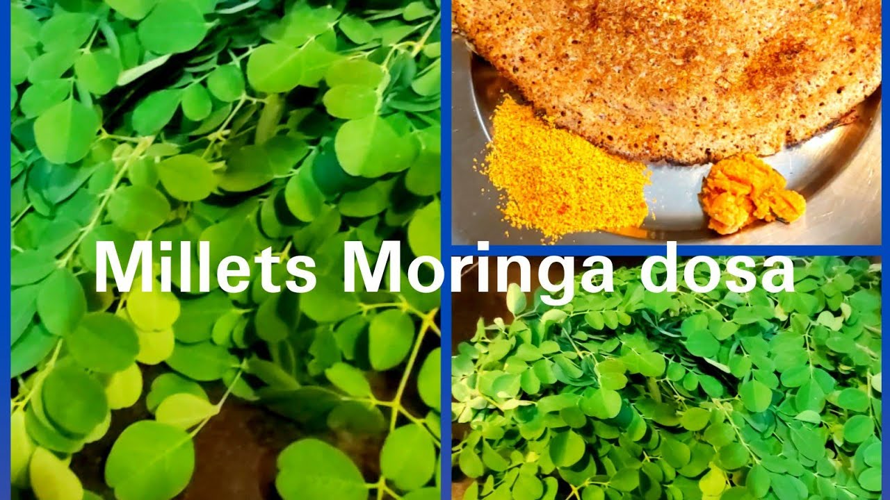 Millets Moringa Dosa- calcium and Iron rich (weight loss recipe) Millets Moringa Dosa- calcium and Iron rich (weight loss recipe)