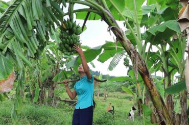 Yummy Food From Red Fish & Green Banana - Healthy food with Nisa Lifestyle