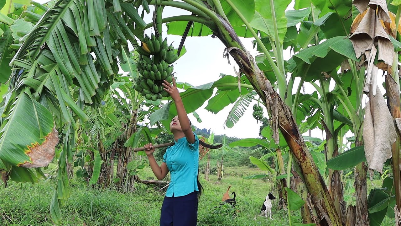 Yummy Food From Red Fish & Green Banana – Healthy food with Nisa Lifestyle Yummy Food From Red Fish & Green Banana - Healthy food with Nisa Lifestyle