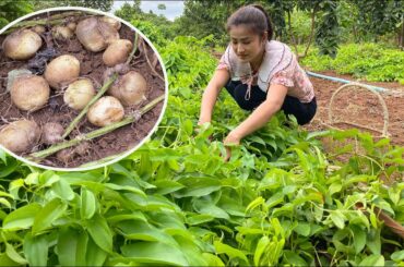 Have you ever seen this kind of potato at your place? / Healthy food cooking