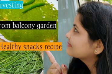 Lahsun ke patte ke chille kaise banaye| Winter season healthy snacks recipe||Harvest garlic leaves