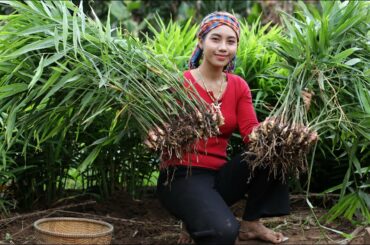 Dig ginger in my homeland for cooking - Healthy food