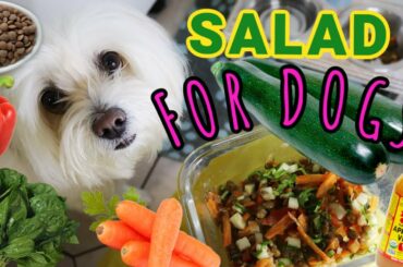 Salad for Dogs, Healthy recipes, coton de tulear I Lorentix