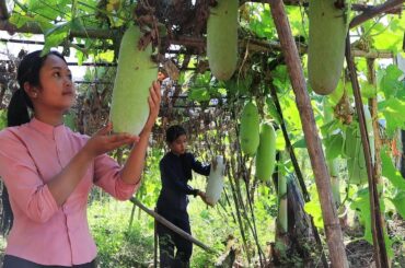 Healthy food from Wax gourd | Snack with Juice from Wax gourd recipes