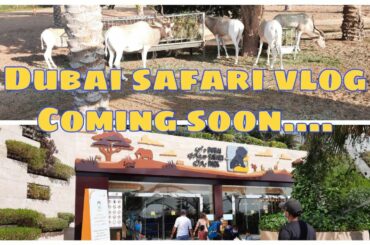 Dubai safari vlog|Healthy breakfast recipe|DIML|Coming soon.......