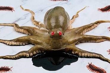 Make Healthy Salad From Octopus And Vegetables Mukbang Seafood ASMR Funny Video Stop Motion Cooking