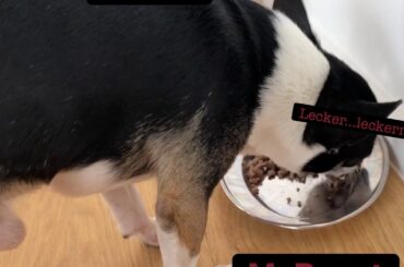 Healthy recipe for Chihuahua