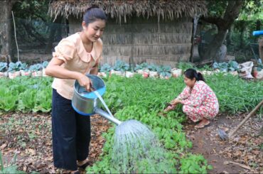 Countryside Life TV : Healthy food cooking / Harvest vegetable from vegetable garden