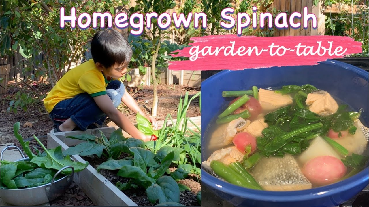 Garden To Table – Spinach on Salmon Soup Recipe | Healthy Food #shorts Garden To Table - Spinach on Salmon Soup Recipe | Healthy Food #shorts