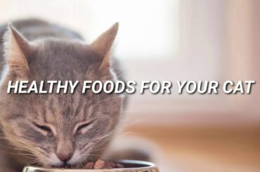 Healthy foods to feed your cat. Easy and Simple.