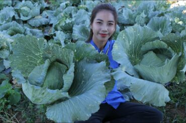 Harvest cabbage in my village and cooking food for my lunch - Healthy vegetable