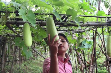 Cultivation and care of vegetable gardens and Healthy food yummy from Wax gourd with Fresh fish