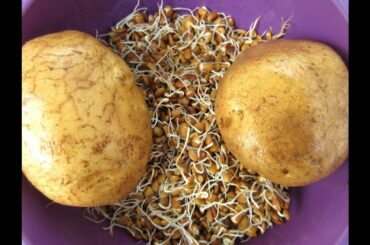 HEALTHY VILLAGE FOOD (Horse Gram, Potato with RAAGI FINGER MILLET) | VILLAGE FOOD