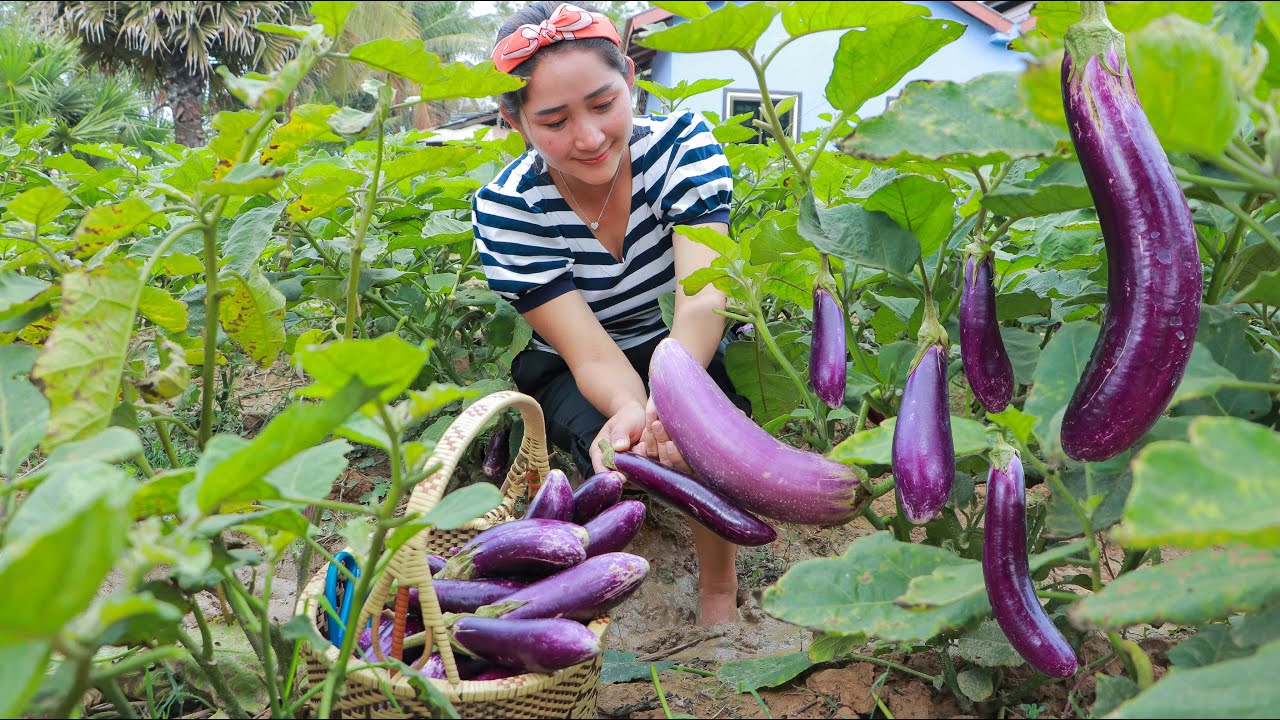 Fresh eggplant | Pick eggplant from vegetable farm for cooking | Healthy food cooking Fresh eggplant | Pick eggplant from vegetable farm for cooking | Healthy food cooking