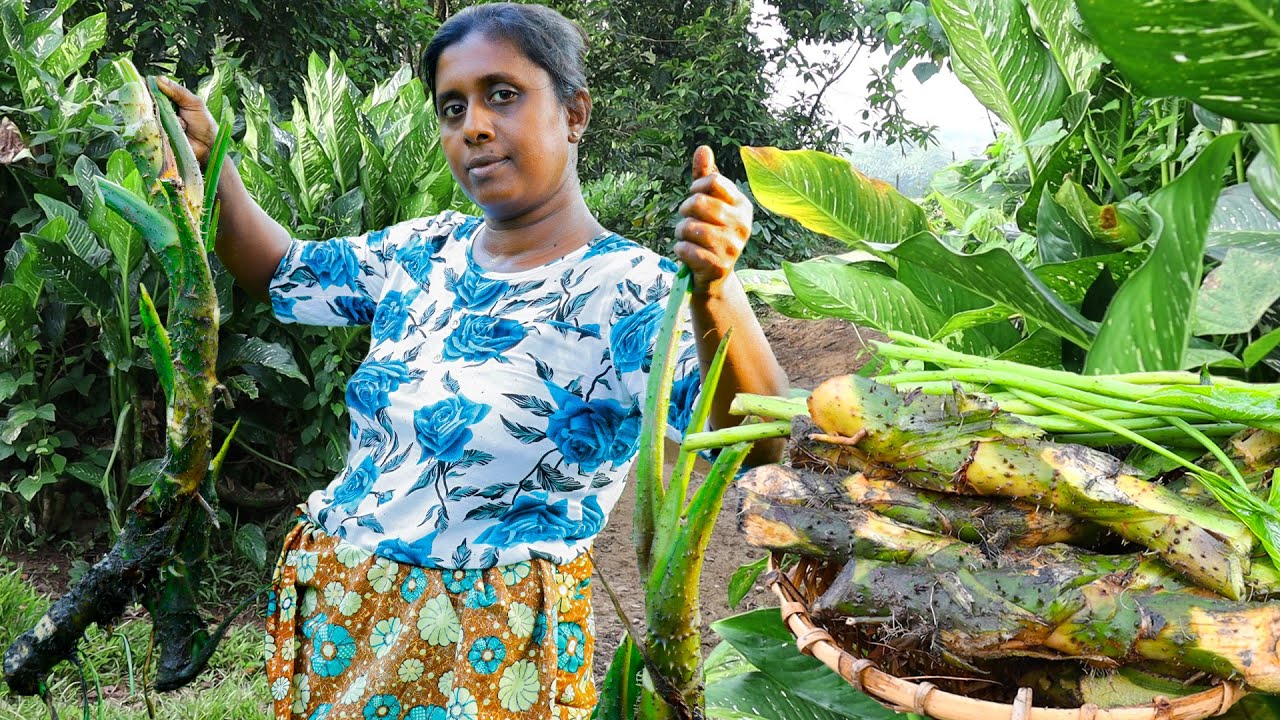 This is how the villagers prepare lasia Spinosa for a good and healthy meal. Village Kitchen recipe This is how the villagers prepare lasia Spinosa for a good and healthy meal. Village Kitchen recipe