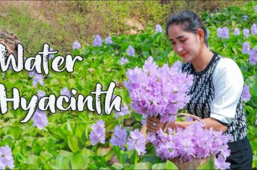 Found beautiful water hyacinth | Collect water hyacinth for sour cooking | Healthy food cooking