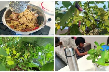 Disappointing tomato plants - Help us/Mutton pulao recipe/Quick lunch recipe