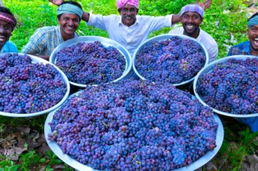 GRAPE JUICE | 100 KG Grapes | Natural Pure Healthy Fruit Juice Making In Village | Juice Recipe