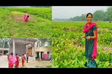 Healthy Village Food || Summer Season Best Our Village Recipe || Mather Tatka Shak Recipe