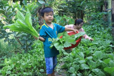 Sreypov Life Show: Healthy food cooking for my family lunch / Collect vegetable from garden