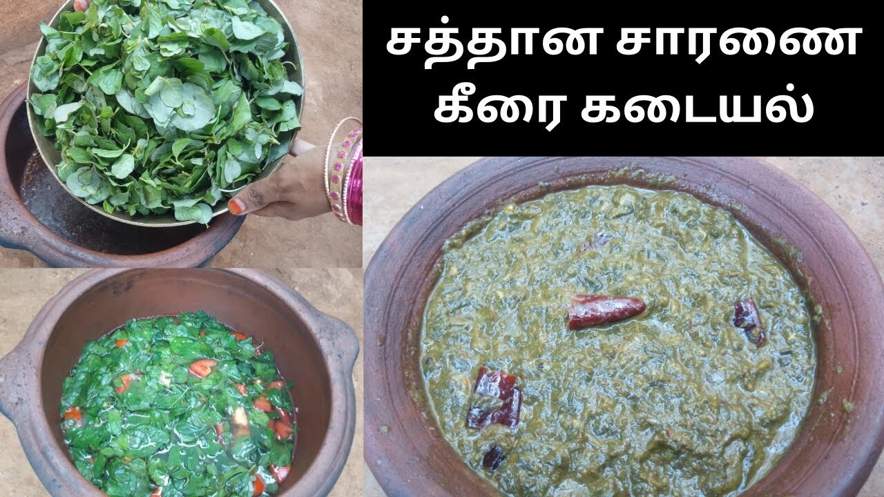 saranai keerai kadayal/saranai keerai in tamil/keerai recipe/healthy recipe/lunch recipe/kadaiyal saranai keerai kadayal/saranai keerai in tamil/keerai recipe/healthy recipe/lunch recipe/kadaiyal