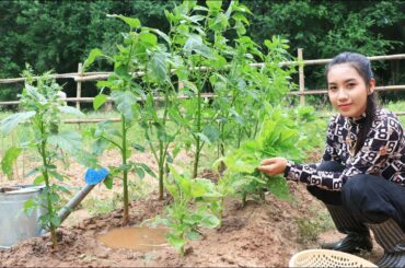Fresh vegetable in my garden and making soup with meatball recipe - Healthy food