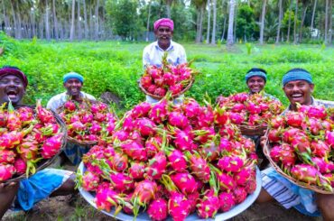 DRAGON FRUIT JAM | Homemade Jam Recipe Cooking in Village | Yummy Jam Making with Dragon Fruits
