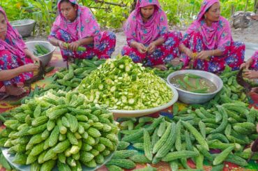 100% Pure Vegetarian Healthy Food Recipe - Bitter Melon Delicious Fry Cooking in Village