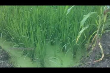 Natural Healthy Recipes - Black Rice - Forbidden Rice