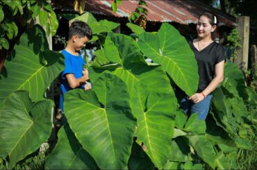 Dig Fresh Big Taro Stalk For My Recipe - Cooking Taro Stalk Soup - Healthy Taro Stalk Soup Recipe