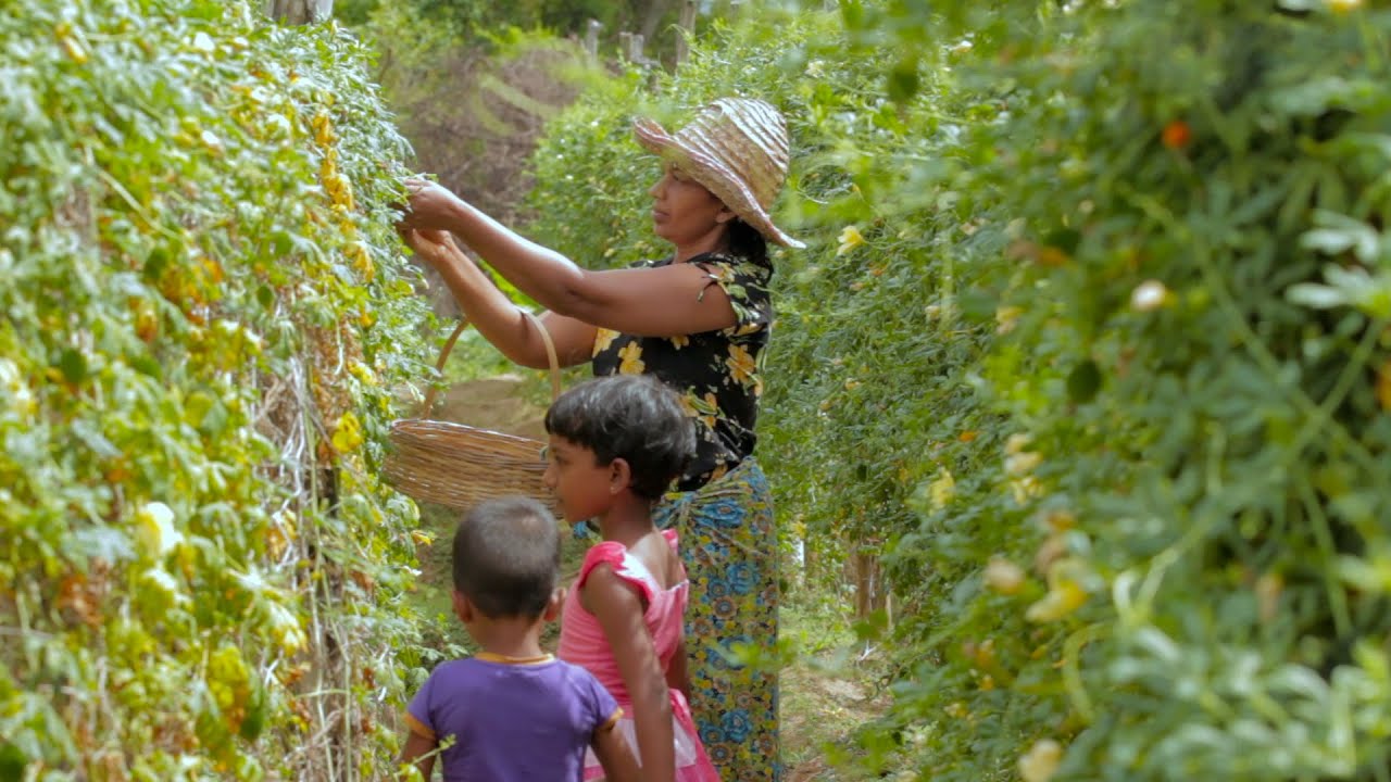 Village Healthy food of Spiny gourd recipes | The best nutrition is indirect satisfying lunch. mali Village Healthy food of Spiny gourd recipes | The best nutrition is indirect satisfying lunch. mali
