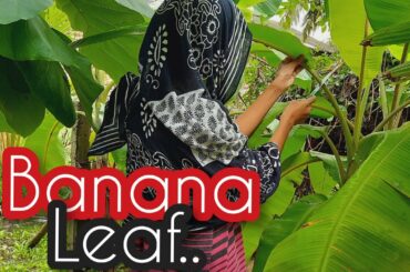 I made my lunch very tasty and healthy/Srilankan day in my life vlog in tamil/Cassava recipe/DIML