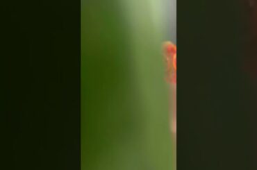 Best Sandwich Ever!!! #shorts #sandwich