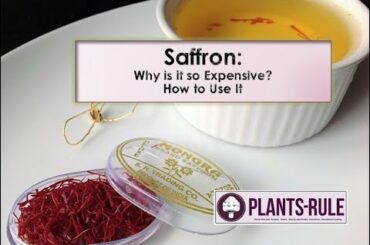 Saffron: Why is it so expensive?  How to use in Healthy Recipes