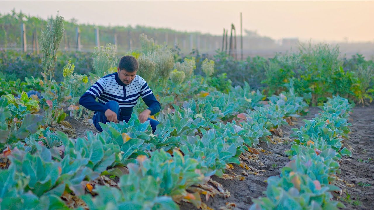 Indian Farm Cooking Video | Indian Village Cooking Lunch Preparation Indian Farm Cooking Video | Indian Village Cooking Lunch Preparation