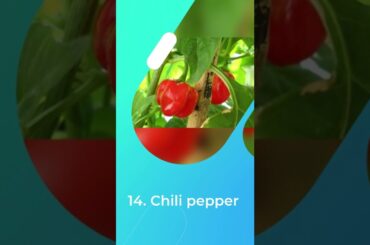 18 of the Best Foods for Your Healthy Weight Journey - Part-2 | Weightloss Tips | #shorts #ytshorts