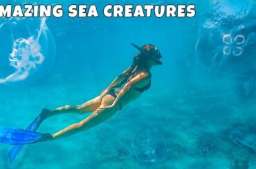 FREEDIVING I Can't believe We CAUGHT THAT on CAMERA! + 4 Healthy Recipes For VAN LIFE