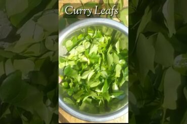 Curry Leaf Shorts | Snack shorts | healthy recipe #shorts