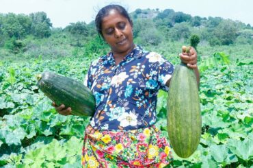 Our home-made traditional pumpkin curry..( A healthy meal)..village kitchen recipe