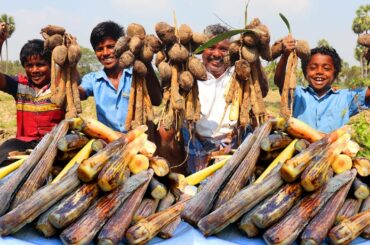 PALMYRA SPROUT HARVESTING | Panang Kilangu | Traditional Healthy Snack Recipe | Farmer Cooking