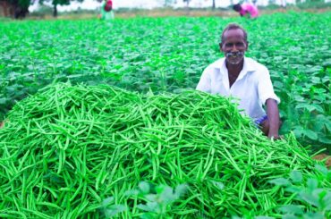 CLUSTER BEANS HARVESTING | Cooking Healthy Veg Recipe | Village Grandpa KARUPPASAMI