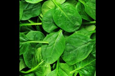 A healthy deep #cooking #spinach #yogurt #cook #deep #lunch #recipe #meditarian #healthyrecipes