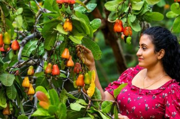 Gifted cashew apple season!! An indelible lunch with a creamy cashew curry|Poorna-The nature girl