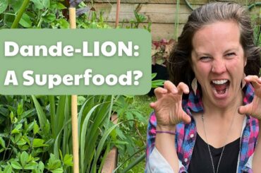 Dandelion Healthy Recipes: Harvesting and Using Roots, Flowers and Leaves