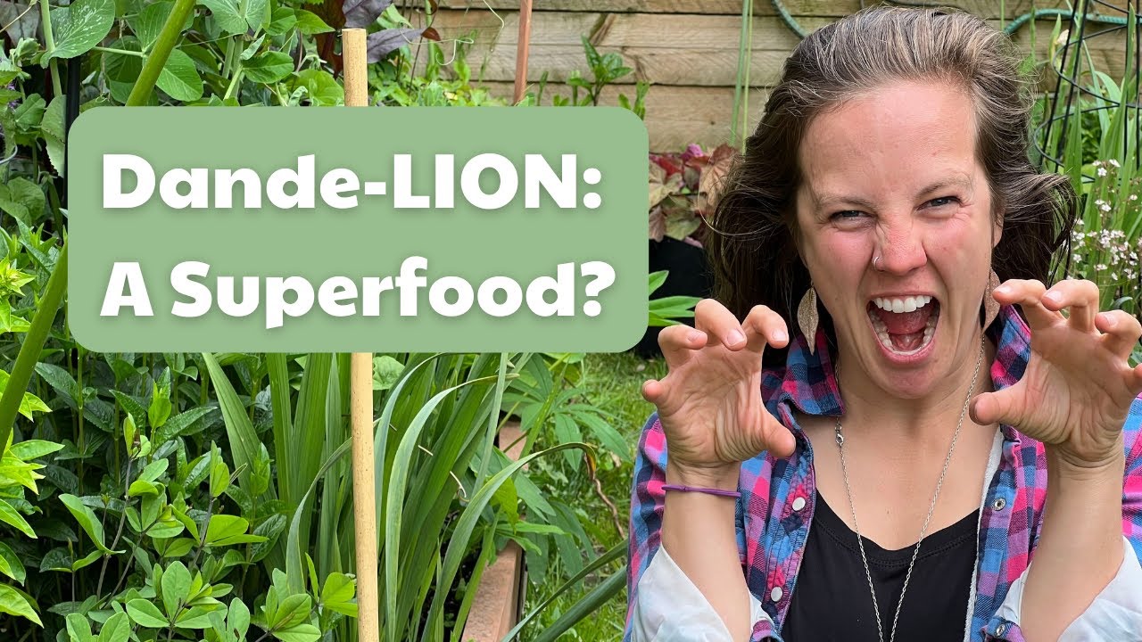 Dandelion Healthy Recipes: Harvesting and Using Roots, Flowers and Leaves Dandelion Healthy Recipes: Harvesting and Using Roots, Flowers and Leaves