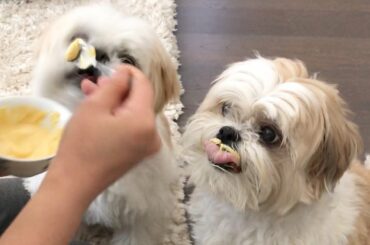 [shih tzu] Healthy Recipe for Your Fur Babies