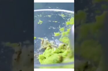 avocado  with pasta video already posted # healthy recipes