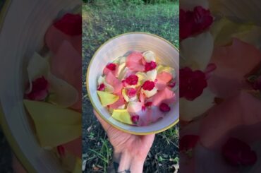 Healthy salad recipe rose petal salad with Italian dressing and squash blossom recipe for clear skin