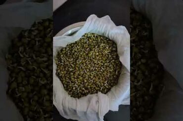 sprouts salad.... Healthy breakfast recipe #shorts