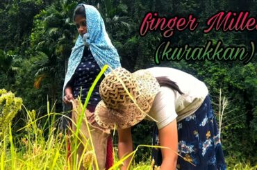 Finger Millet(Ragi)! |Traditional Healthy Recipes! | Cooking Traditional Village Food | Village Girl